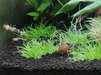 Green Jade Extreme Garnele | Neocaridina davidi "Green Jade"