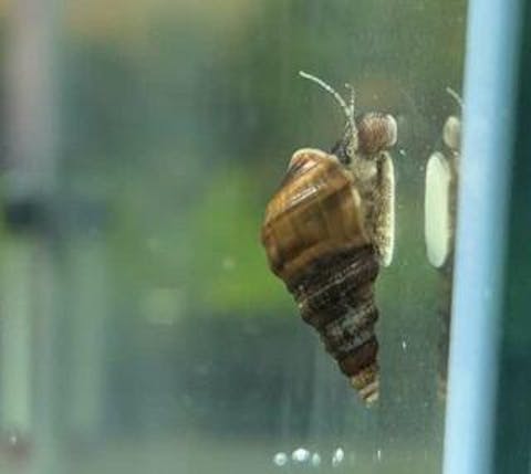 Koreanische Turmdeckelschnecke | TDS Korea | Semisulcospira Gottschei - Rarität