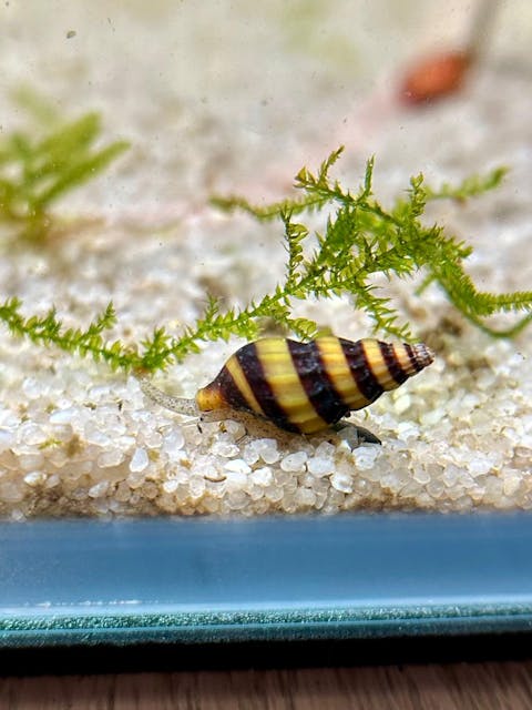 Raubschnecke | Frisst andere Schnecken | Clea Helena / Anentome Helena