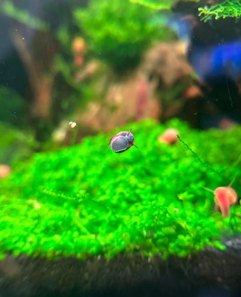 Blaubeer Schnecke / Papua Blue Berry Snail | Notopala sp. Orange Ring - Rarität