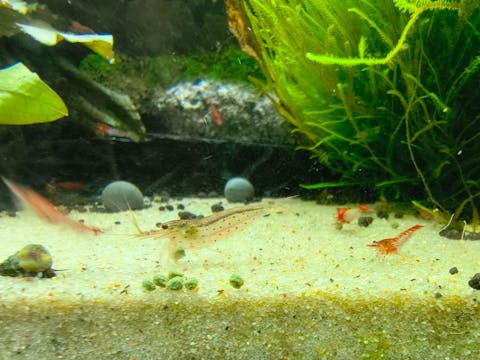 Rote Amano Garnele / Amanogarnele | TOP Algenfresser | Caridina multidentata var. Red