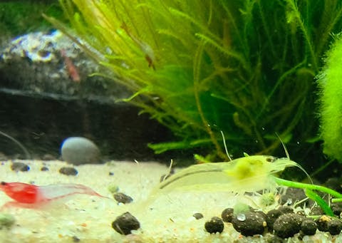 Gelbe Amano Garnele / Amanogarnele Gelb | TOP Algenfresser | Caridina multidentata var. Yellow