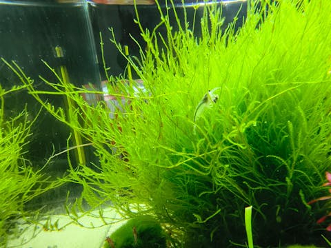 Weiße Amano Garnele / Snow Amanogarnele | TOP Algenfresser | Caridina multidentata var. Snow