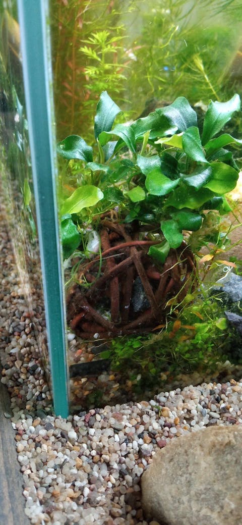 Bucephalandra pygmaea 'Bukit Kelam / Sintang / Wave Leaf' | In Vitro Aquariumpflanze - Rarität