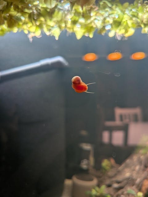 Rosa / Pinke Posthornschnecke | PHS Pink | Helisoma cf.anceps