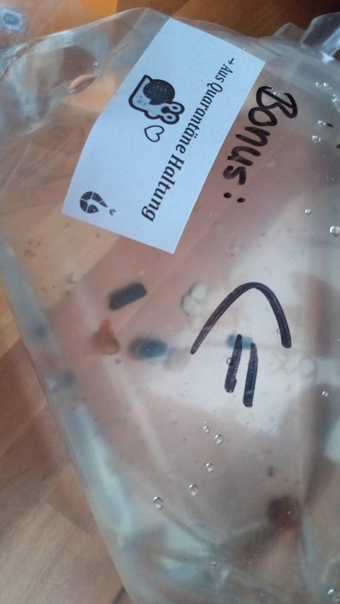 Bunter Posthornschnecken Party-Mix | verschiedene Farben | 6 Stück