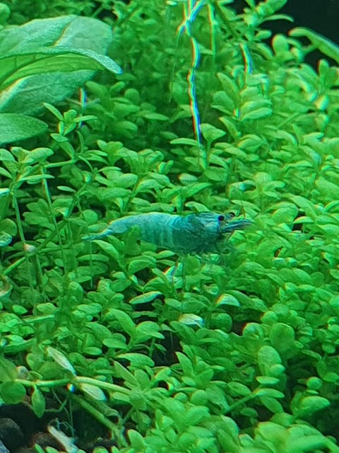 Blue Bolt Garnele | Caridina sp. Taiwan Bee