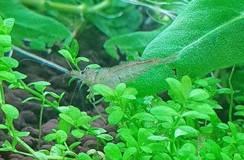 Sulawesi Inlandsgarnele / Algengarnele | Malawa Garnele | Caridina pareparensis parvidentata