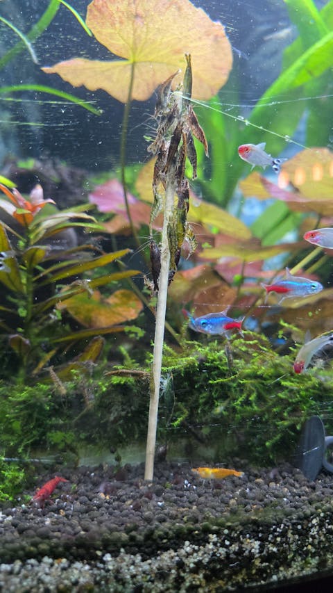 Aqua Birne - Premium Garnelen Lollie | Shrimp Lollies | Verschiedene Lolly Sorten