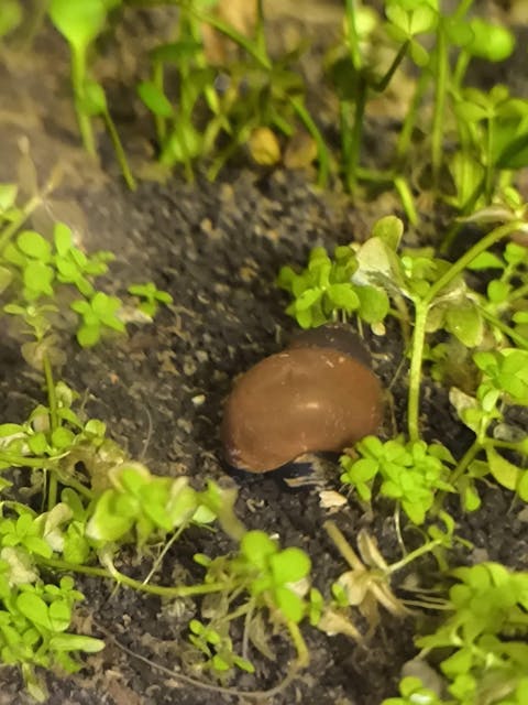 Blaubeer Schnecke / Papua Blue Berry Snail | Notopala sp. Orange Ring - Rarität