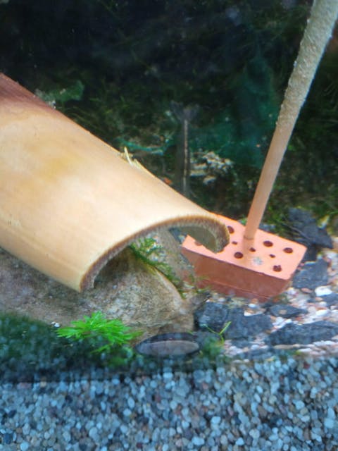 Bucephalandra "Brownie Phoenix" | Buce Nachzucht - Rarität