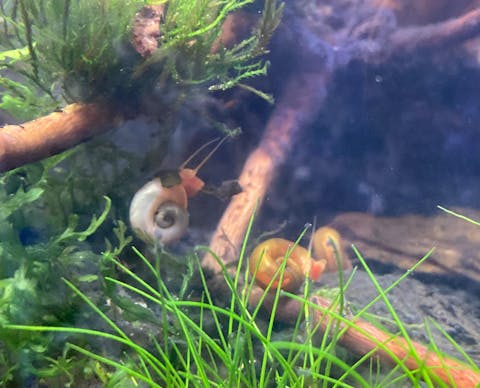 Bunter Posthornschnecken Party-Mix | verschiedene Farben | 6 Stück