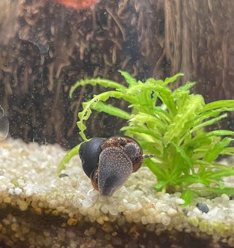 Orange Spotted Leopard Schnecke / Orange Spot Snail | Notopala sp. - Rarität