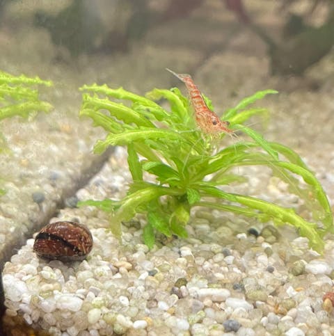 Geweihschnecke / Hörnchenschnecke Bunt | Clithon Corona