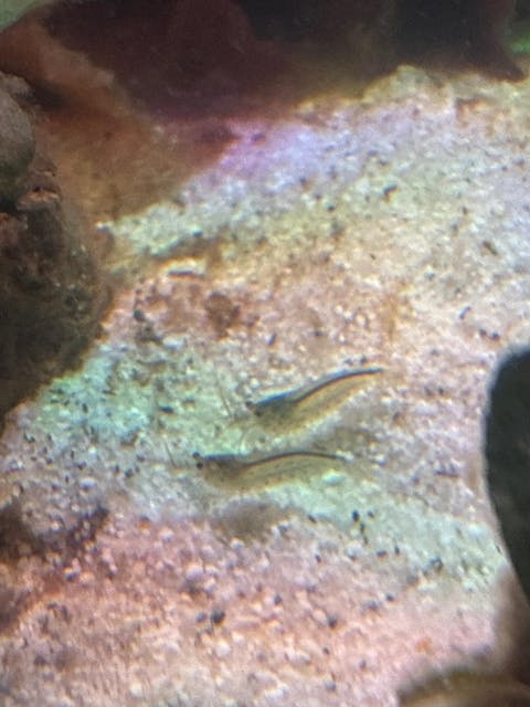 Amano Garnele / Amanogarnele | TOP Algenfresser | Caridina multidentata