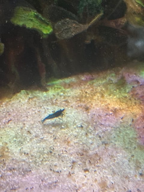 Blue Dream / Blue Velvet Garnele | Neocaridina davidi "Blue Dream"