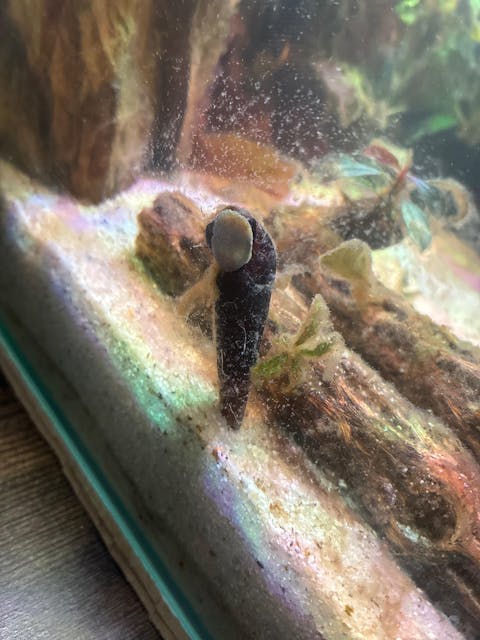 Cappuccino Schnecke / Turmdeckelschnecke | TDS | Faunus ater