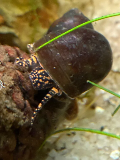 Orange Spotted Leopard Schnecke / Orange Spot Snail | Notopala sp. - Rarität