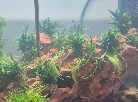 Bucephalandra Filiformis "Rosmarin" | In Vitro Aquariumpflanze - Rarität