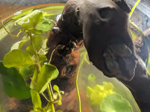 Blasenschnecke / Quellblasenschnecke | Physella sp.