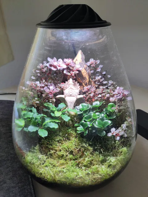 Tiefrote kleine Ludwigie | Ludwigia sp. 'Super Red Mini' | In Vitro Aquariumpflanze