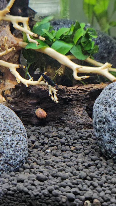 Blaue Drachenblut OE Garnele | Dragonblood Orange Eye | Caridina sp. - Rarität