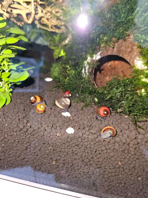 Rote Rennschnecke / Napfschnecke | Vittina waigiensis