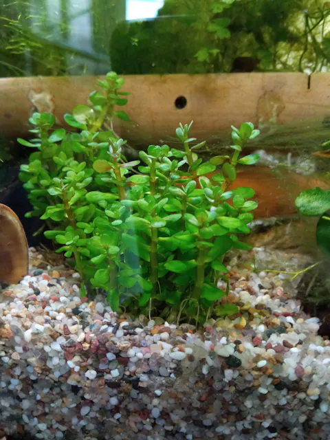 Indische Rotala | Rotala indica Bonsai / Ammania Bonsai | In Vitro Aquariumpflanze