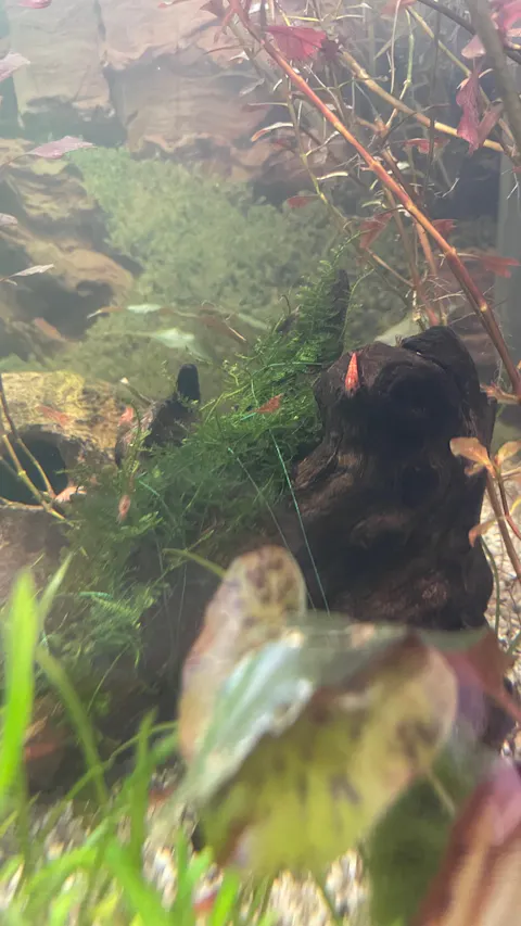 Kleines Weihnachtsbaum Moos | Vesicularia sp. 'Mini Christmas Moss' | Aquariummoos