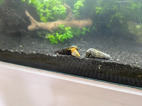 Himalaya Turmdeckelschnecke | Himalayan TDS | Tylomelania marwotoae - Rarität