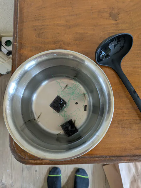 Amano Garnele / Amanogarnele | TOP Algenfresser | Caridina multidentata