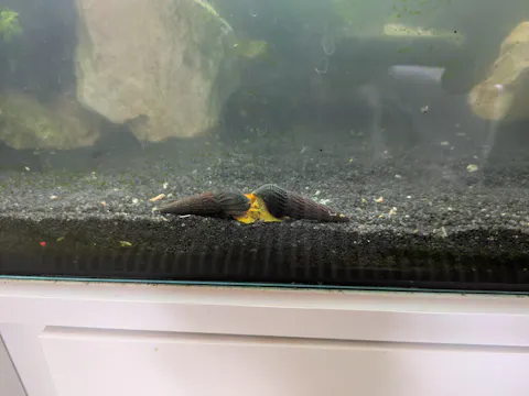 Orangene Felsenschnecke / Goldene Tylo | Tylomelania Orange / Golden