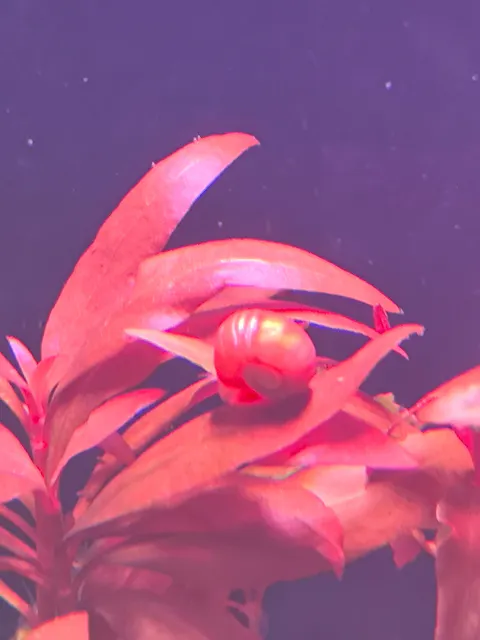 Bunter Posthornschnecken Party-Mix | verschiedene Farben | 6 Stück