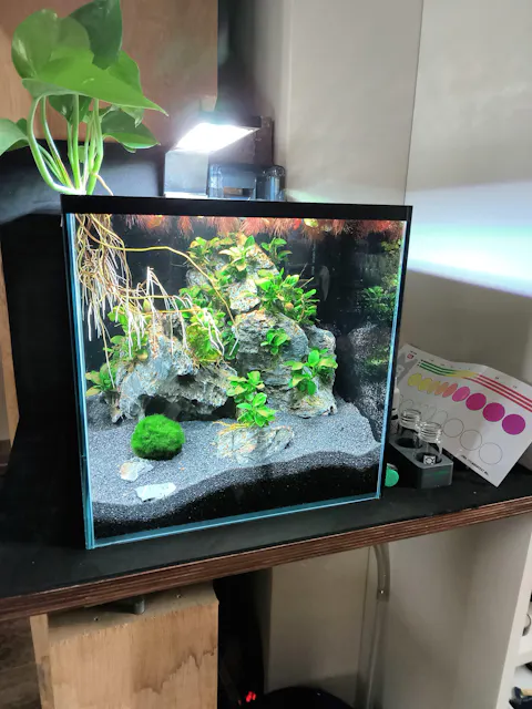 Mikrokrabbe / Microkrabbe | Lebt unter Wasser | Limnopilos naiyanetri