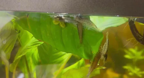 Amano Garnele / Amanogarnele | TOP Algenfresser | Caridina multidentata