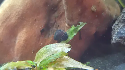 Purple Haze Schnecke | Melanopsis Buccinoidea - Rarität
