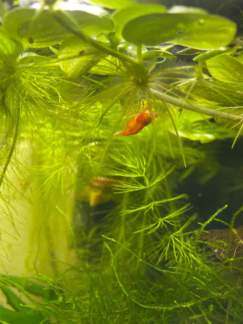 Aqua Birne - Premium Paprika Sticks / Pellets | Zusatzfutter