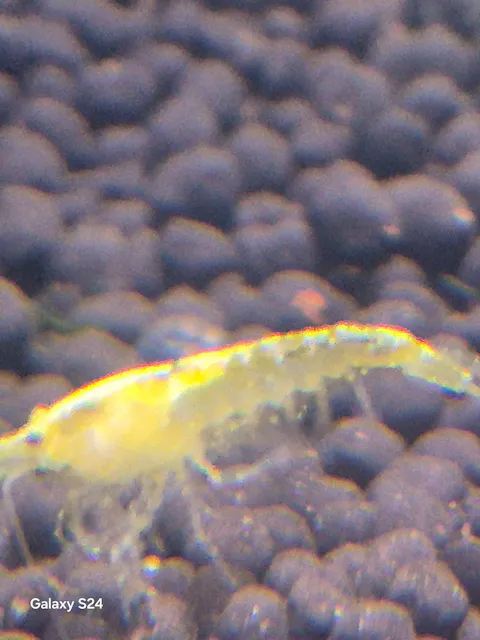 Yellow Fire Garnele | Neocaridina davidi "Yellow"