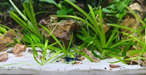 Blaue Drachenblut OE Garnele | Dragonblood Orange Eye | Caridina sp. - Rarität