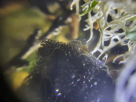Mikrokrabbe / Microkrabbe | Lebt unter Wasser | Limnopilos naiyanetri