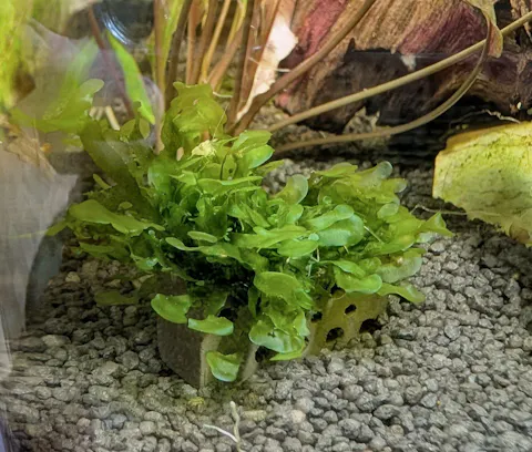 Süßwassertang / Süßwasser Tang | Lomariopsis lineata | Aquariummoos