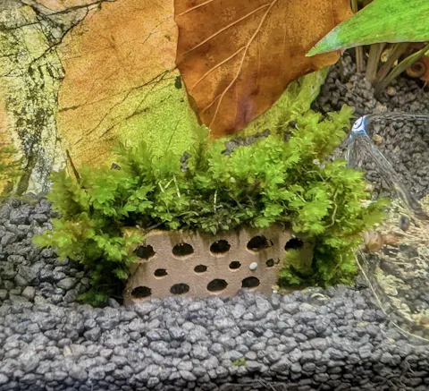 Rare Moos | Distichophyllum sp. "Rare-Moss" - Rarität | Aquariummoos