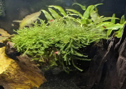 Trauerweidenmoos | Drepanocladus sp. Weeping - Rarität | Aquariummoos