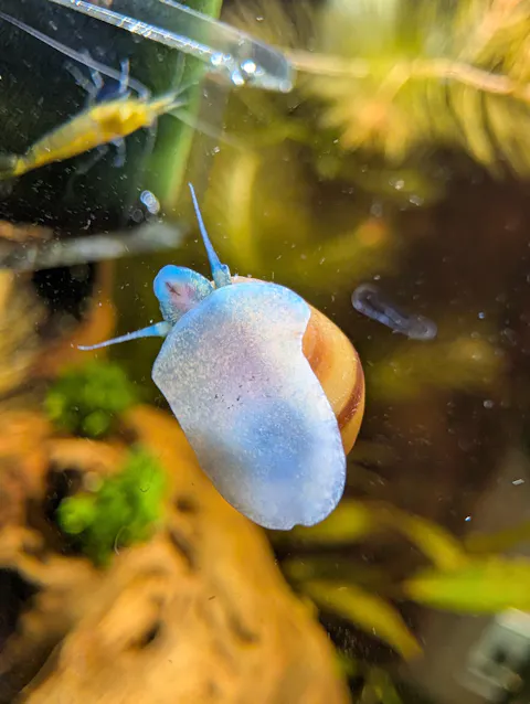Blue Jelly Schnecke / Aquariumschnecke | Taia sp. "Blue Jelly"