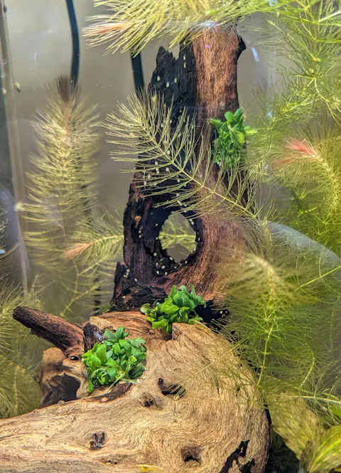 Bucephalandra "Mini Needle Leaf" | In Vitro Aquariumpflanze - Rarität
