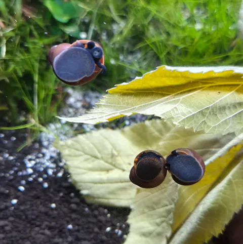 Blaubeer Schnecke / Papua Blue Berry Snail | Notopala sp. Orange Ring - Rarität