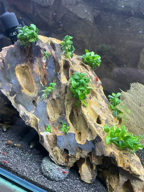 Bucephalandra "Mini Needle Leaf" | In Vitro Aquariumpflanze - Rarität