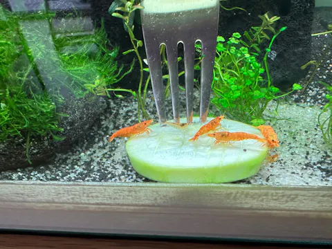 Koi Sunburst Garnele | Neocaridina davidi "Koi-Sunburst"