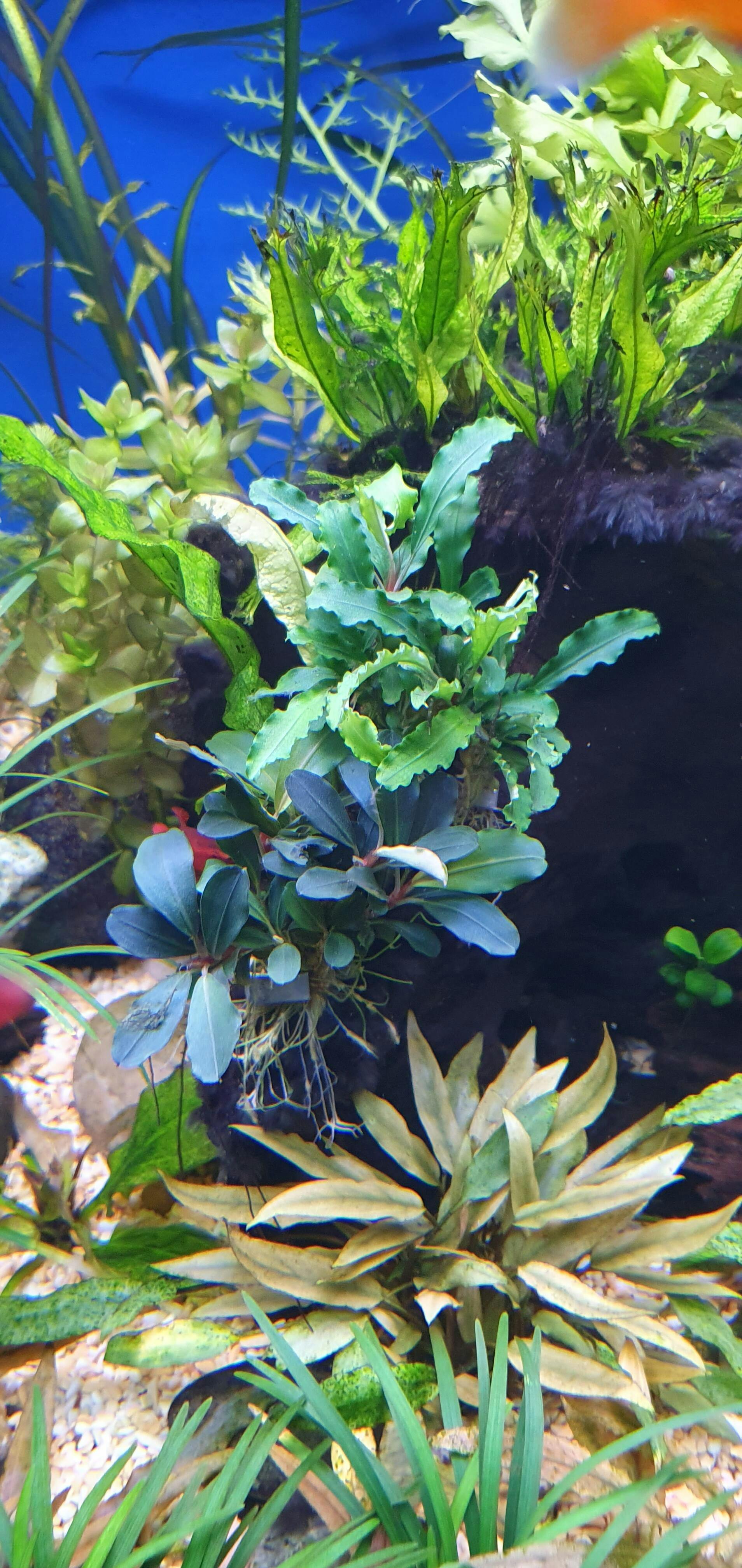 Bucephalandra theia - Rare Flowering Aquarium Plant - Aqua Essentials