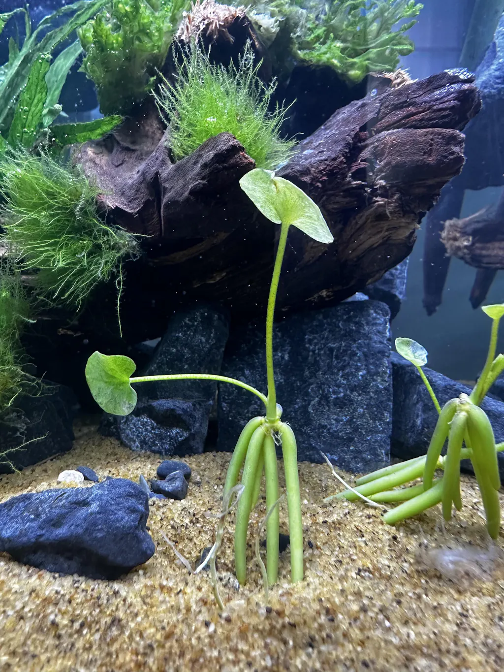 Nymphoides aquatica - Banana Plant Bulb - Aqua Essentials